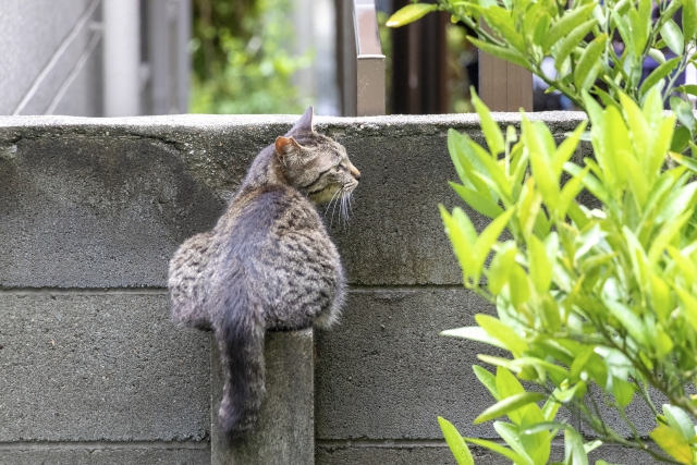 住宅の塀