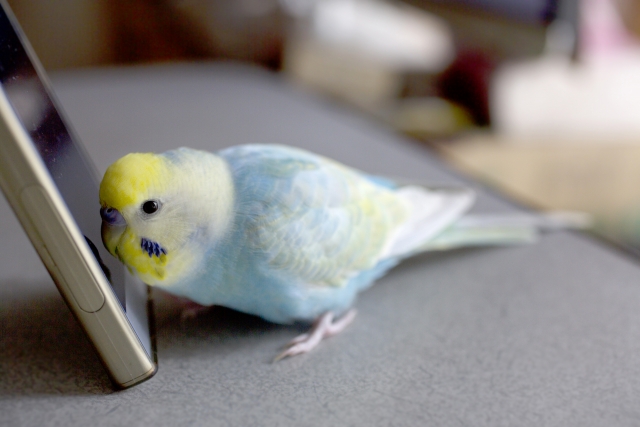 鳥とスマホ